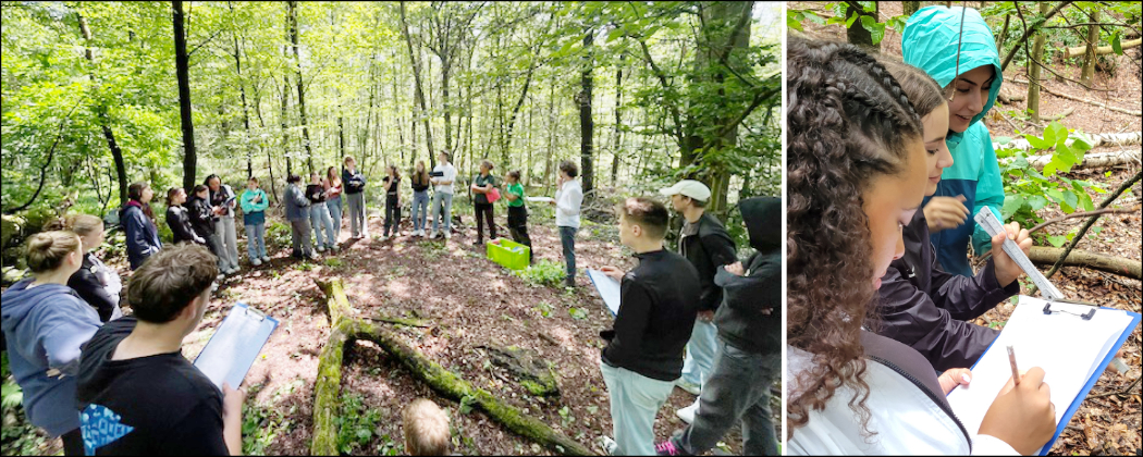 Wie viel CO2 bindet der Wald?